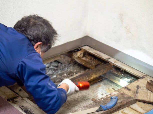 Best Commercial Mold Removal  in South Coventry, CT