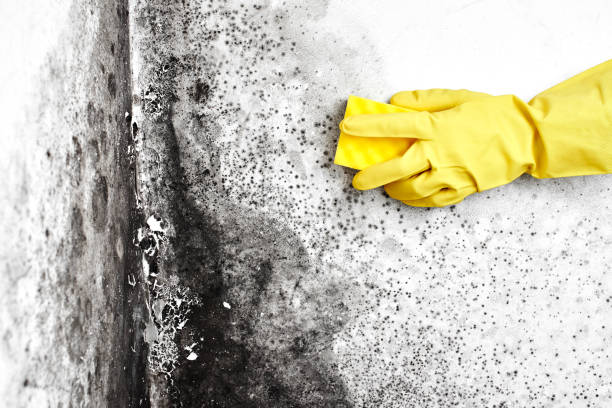 Best Black Mold Removal  in South Coventry, CT