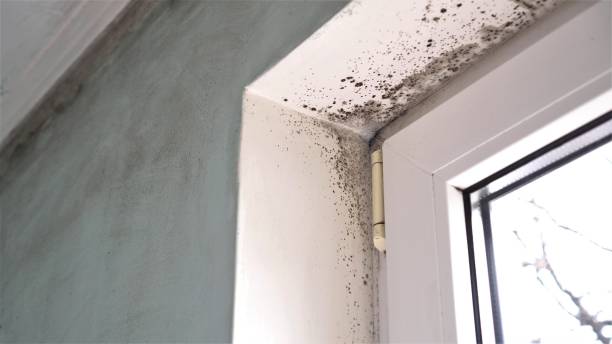 Best Residential Mold Removal  in South Coventry, CT