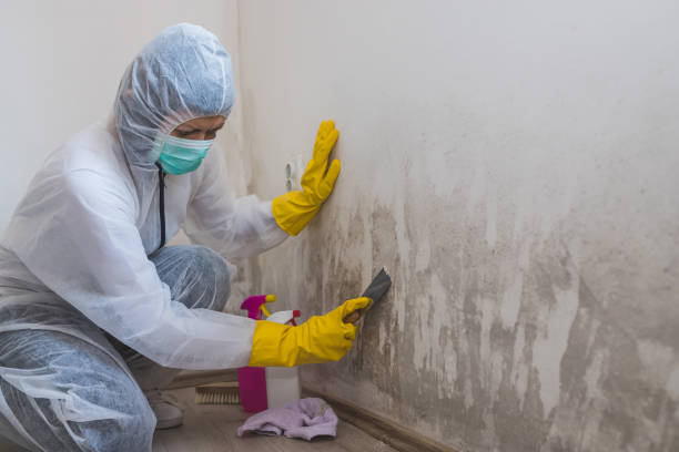 Best Mold Testing and Removal  in South Coventry, CT