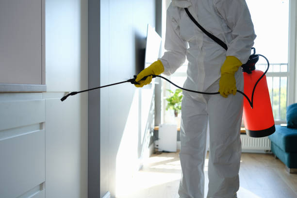 Best Fast Mold Removal  in South Coventry, CT