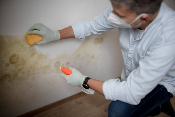 Best Emergency Mold Removal  in South Coventry, CT
