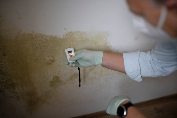 Best Best Mold Removal Companies  in South Coventry, CT