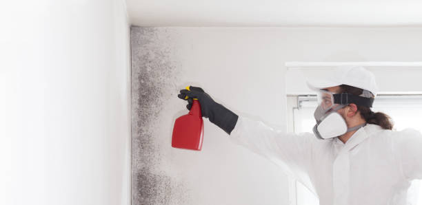 Best Residential Mold Removal  in South Coventry, CT