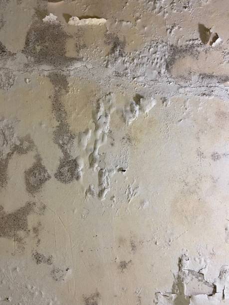 Professional Mold Removal in South Coventry, CT