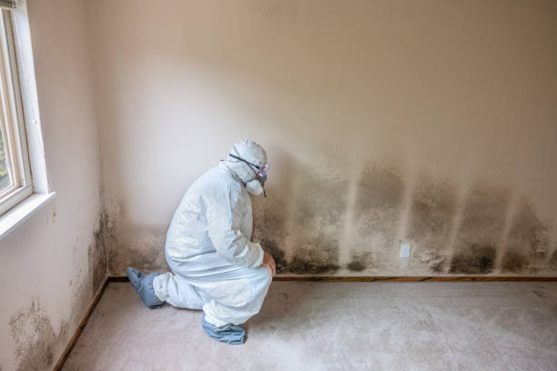 Best Mold Removal Process  in South Coventry, CT