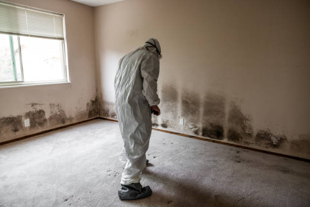 Best Attic Mold Removal  in South Coventry, CT