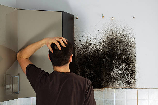 Best Toxic Mold Removal  in South Coventry, CT