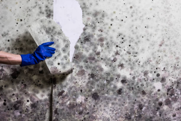 Best Mold Removal Near Me  in South Coventry, CT