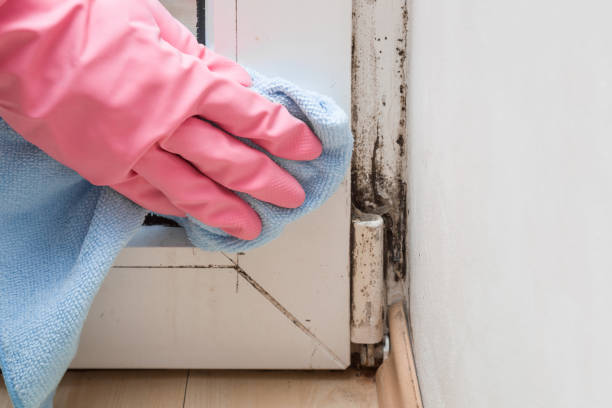 Best Toxic Mold Removal  in South Coventry, CT