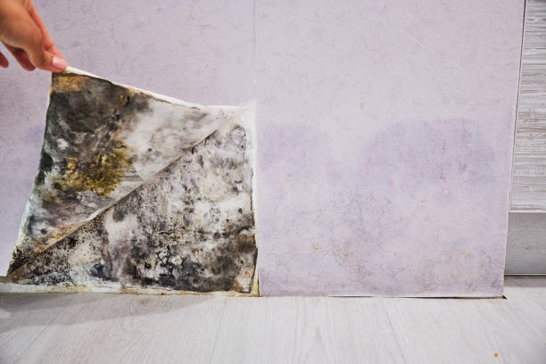 Best Residential Mold Removal  in South Coventry, CT